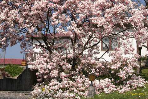 Tree Trimming & Pruning Services in Georgetown, KY | Lawn Worx