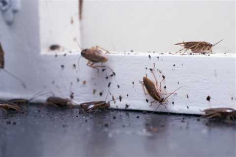 Cockroach Control In St. Petersburg FL: Dealing With Roach Infestations