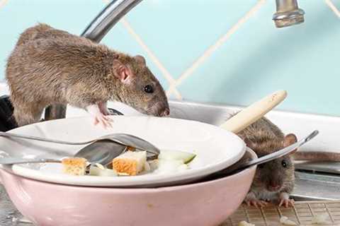 What Are The Potential Health Risks Associated With Rodent Infestations In Fort Worth?