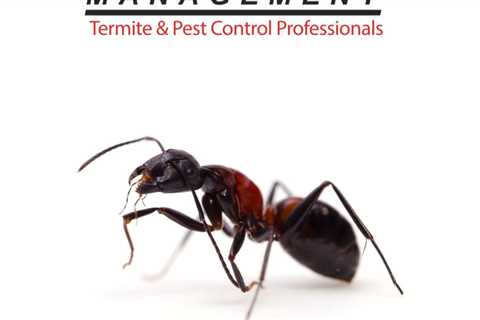 Ant Exterminator Berkeley: Safeguarding Your Home From Ant Infestations In California