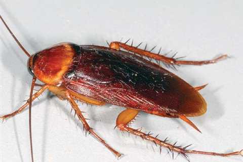 Cockroach Control Mississippi: Tips And Strategies For Effective Roach Management