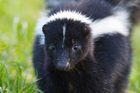 What Are The Common Dangers Of Skunk Infestations In San Diego?