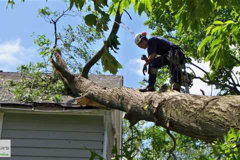 Standard post published to Baxter's Tree Service at August 15, 2023 16:02