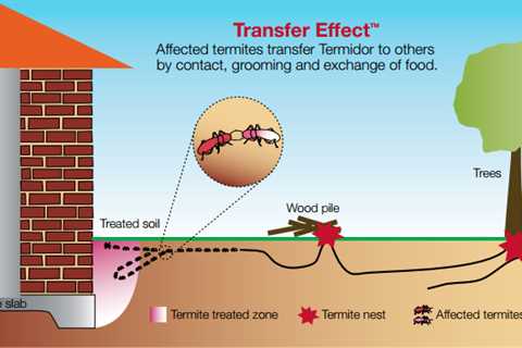 What Are The Different Types Of Termite Treatment Options Offered In Pike Creek DE?