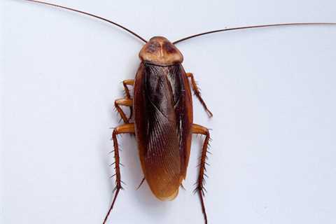 Cockroach Pest Control Gold Coast: Eliminating Roach Problems In Queensland