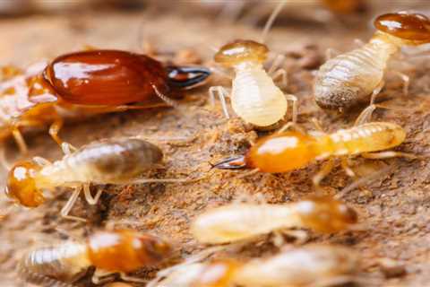 Termite Treatment Simi Valley Termite Control: Effective Solutions For Termite Infestations