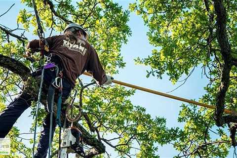 Standard post published to Baxter's Tree Service at August 21, 2023 16:02