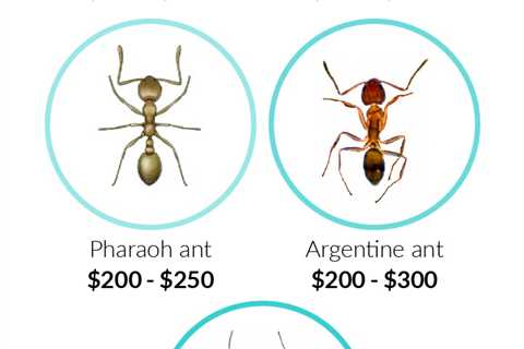 Carpenter Ant Extermination Cost: Budgeting For Effective Pest Control Solutions