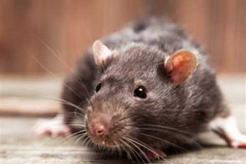 Rodent Control Miami: Why Is It Essential To Address Rodent Infestations Promptly?