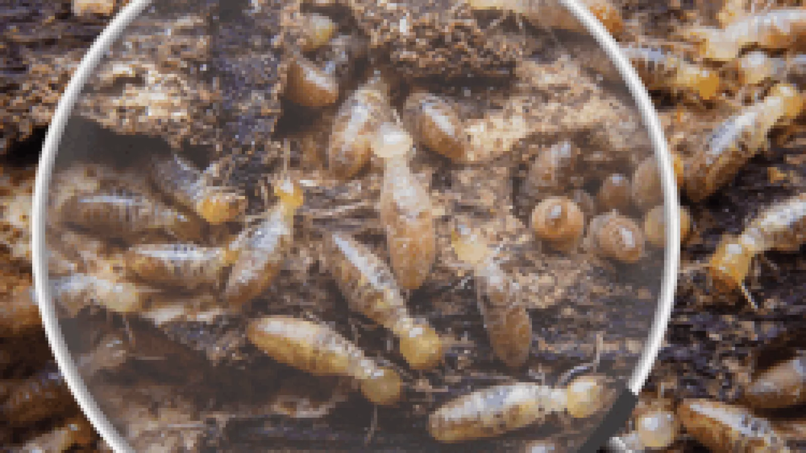 How Long Does Termite Control In Frederica DE Typically Take?