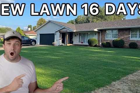 Complete Lawn Renovation: Everything you need to know!