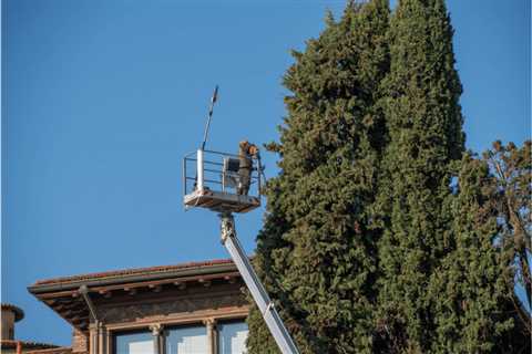 The Signs of a Hazardous Tree and When It Should Be Removed