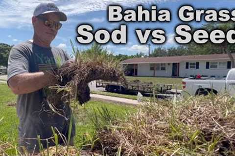 FINALLY!! Success With A BAHIA Grass Lawn