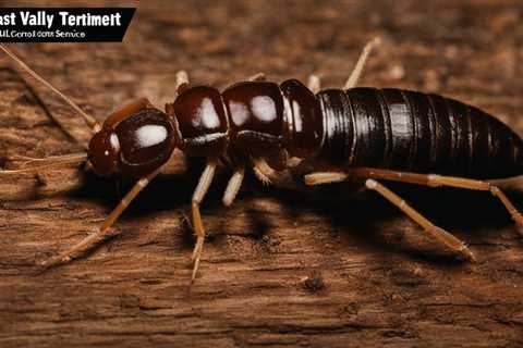 Expert Termite Treatment Simi Valley Termite Control Services