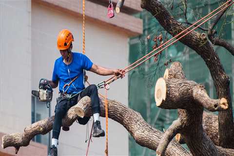 Top Crane Hire Solutions For Challenging Tree Pruning Tasks In Geelong