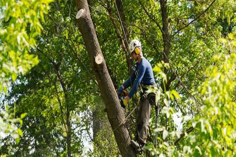 Why Hiring A Tree Arborist In Leesburg, VA Is Essential For Your Landscape