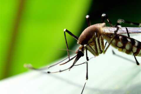 Mosquito Control Services in Austin TX