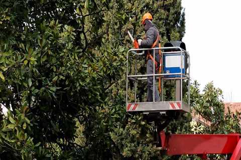 Expert Insights: Fayetteville Georgia Tree Service