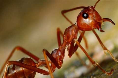 How long does it take for an exterminator to get rid of ants?