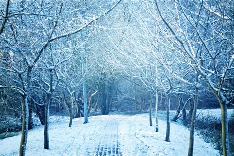 Best Practices for Winter Tree Care