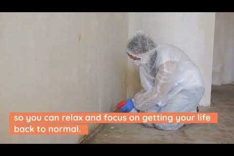 Mould Removal Services – How to Get Rid of Mould in Your Home