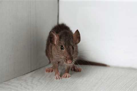 What are the six signs of rodent infestation?