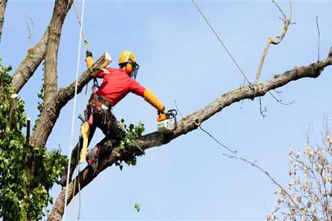 The Vital Role Of Arborist Services In Massachusetts: A Guide To Expert Tree Maintenance