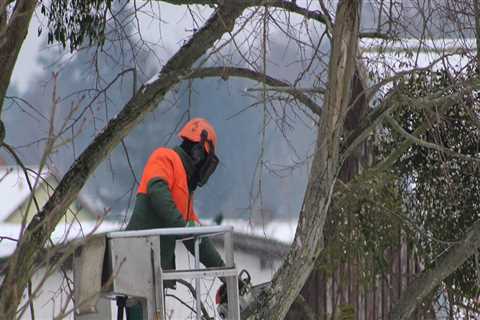 Residential Tree Removal: Saving a Dying or Diseased Tree