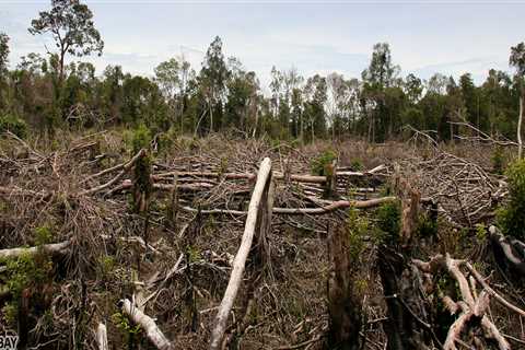 The Potential Environmental Impacts of Residential Tree Removal