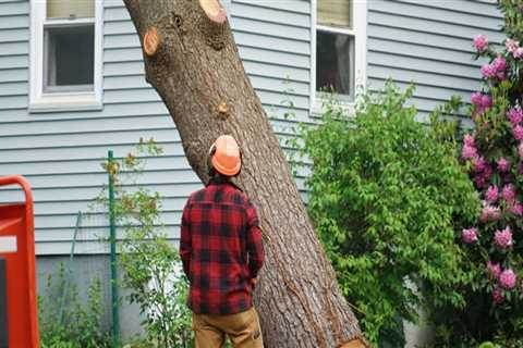 Residential Tree Removal: Can Trees Be Removed at Any Time of Year?