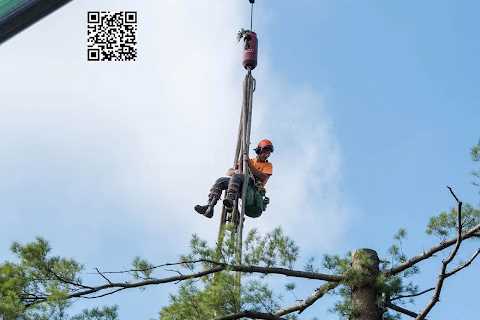 Cicoria Tree and Crane Service, Inc.