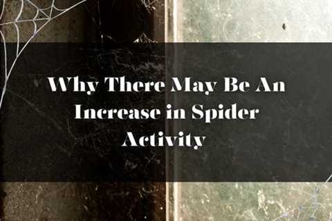 York Pest Control: Why There May Be an Increase in Spider Activity