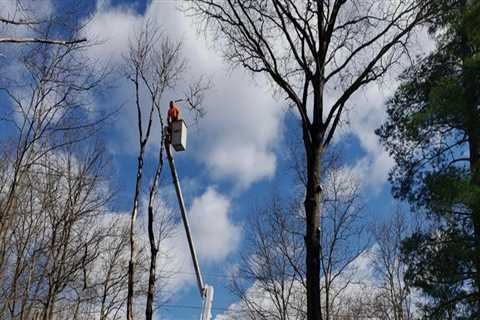 What Makes Bensalem Tree Services Stand Out in the Industry?