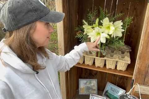 Trialing Cut Amaryllis, Transplanting a Tricolor Beech, Pruning Hydrangeas in Fall, Cottage Location