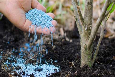 The Importance of Fertilizing Trees in San Ramon