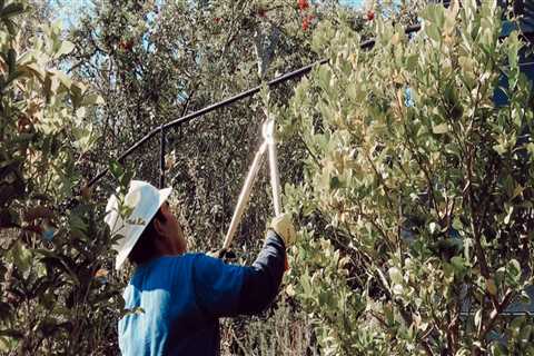 Preventing Tree Diseases in San Ramon: Expert Tips for San Ramon Tree Care