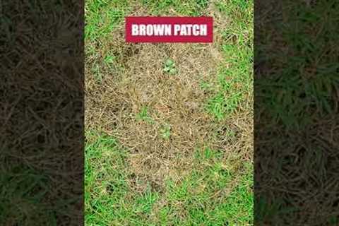 Get Control of Brown Patch in Your Lawn with Patch Pro Fungicide!