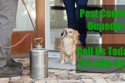 Ant Exterminators Dunedin Emergency Domestic Ant Control