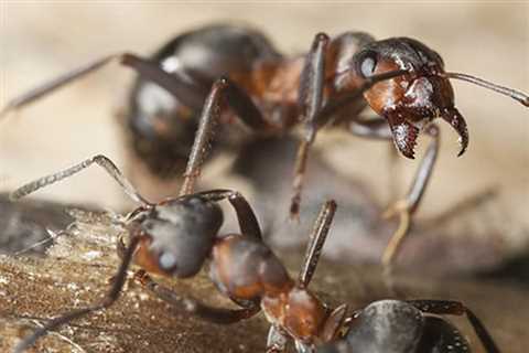 Emergency Pest Control Woodbriar West Florida - Residential Exterminators