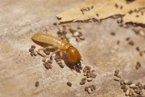 Termite Treatment Wood Lake Florida - 24 Hr Residential Pest Control