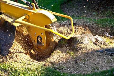 Saying Goodbye To Stumps: Why Stump Grinding Is A Must After Tree Service In Pembroke Pines