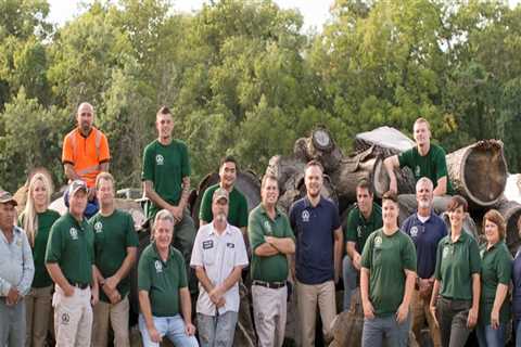 St. Louis Arborist Services: Providing Expert Tree Health Assessments