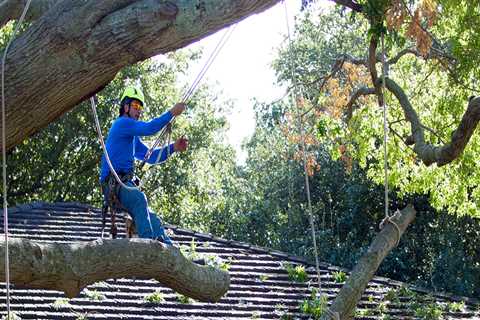 Tree Care Services in Garland, Texas: More Than Just Tree Care