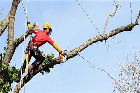 Paying for St. Louis Arborist Services: A Comprehensive Guide