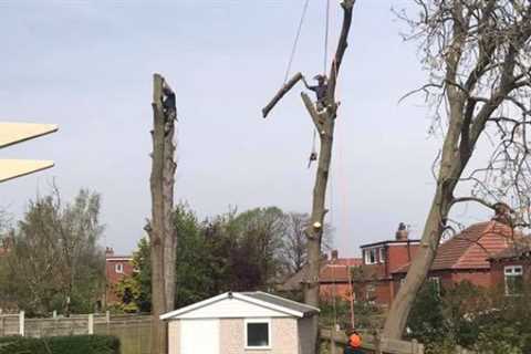 Tree Surgeon Location