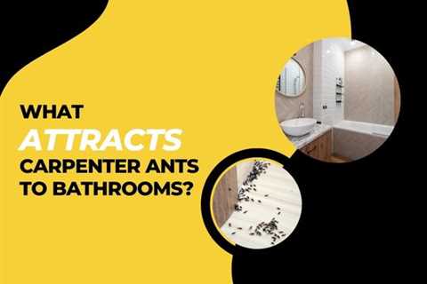 What Attracts Carpenter Ants to Bathrooms?