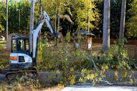 Preserving Bethany's Natural Beauty: The Importance Of Tree Relocation And Removal Services