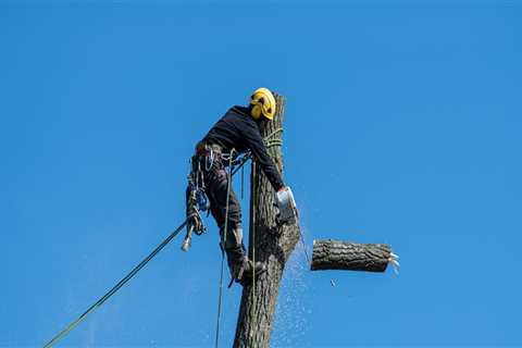 Bethany's Blooms: How Professional Tree Trimming Services Enhance Tree Maintenance