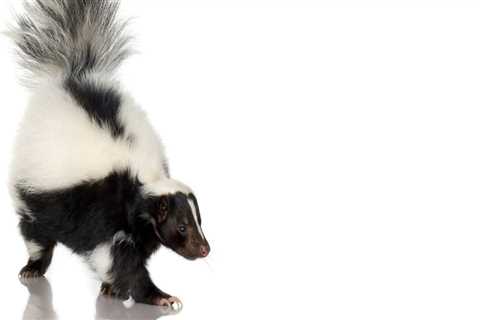 What Are The Common Dangers Of Skunk Infestations In Ottawa?