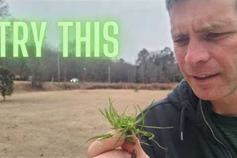 How to Identify and Kill Winter and Spring Weeds